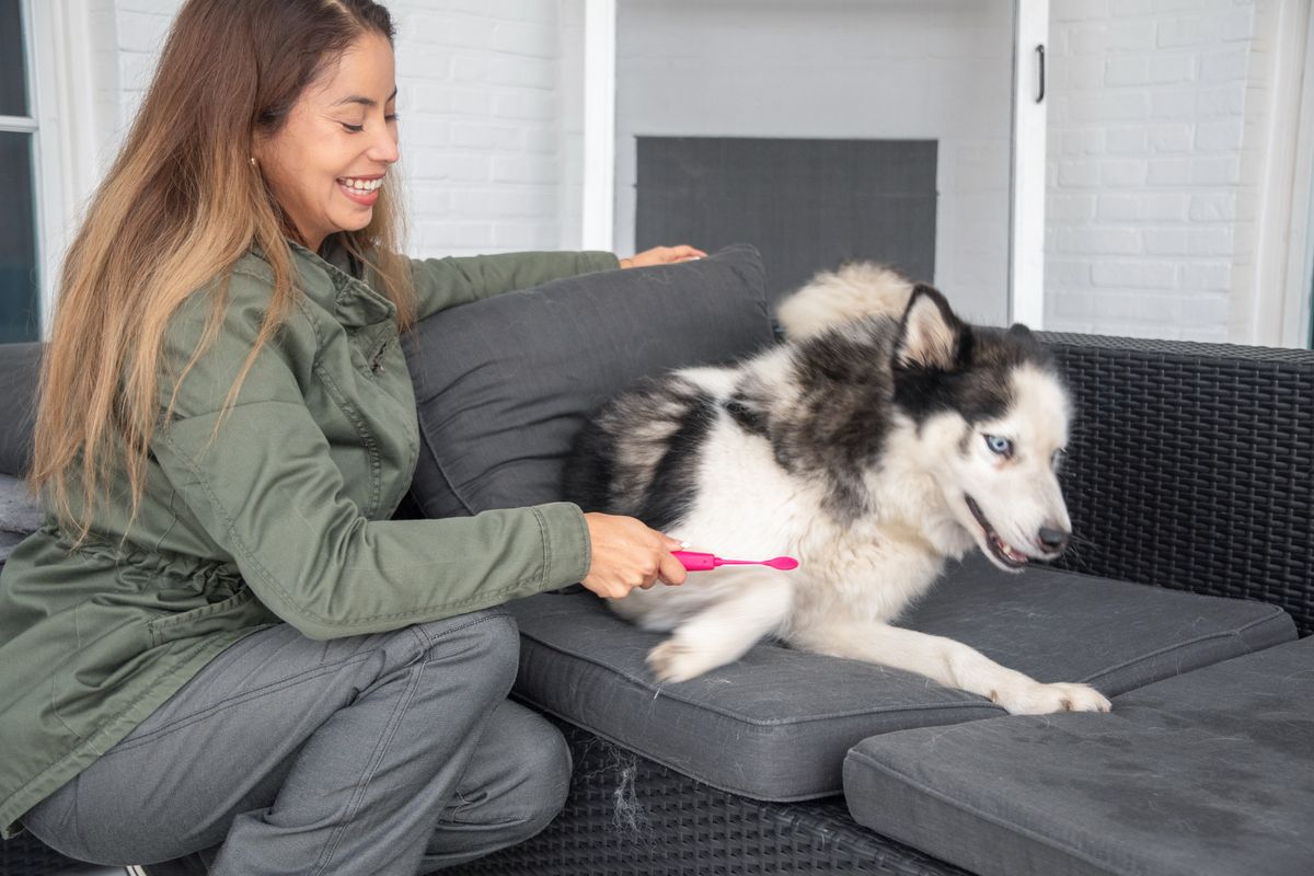 Siberian Husky double coat fur - grooming maintenance