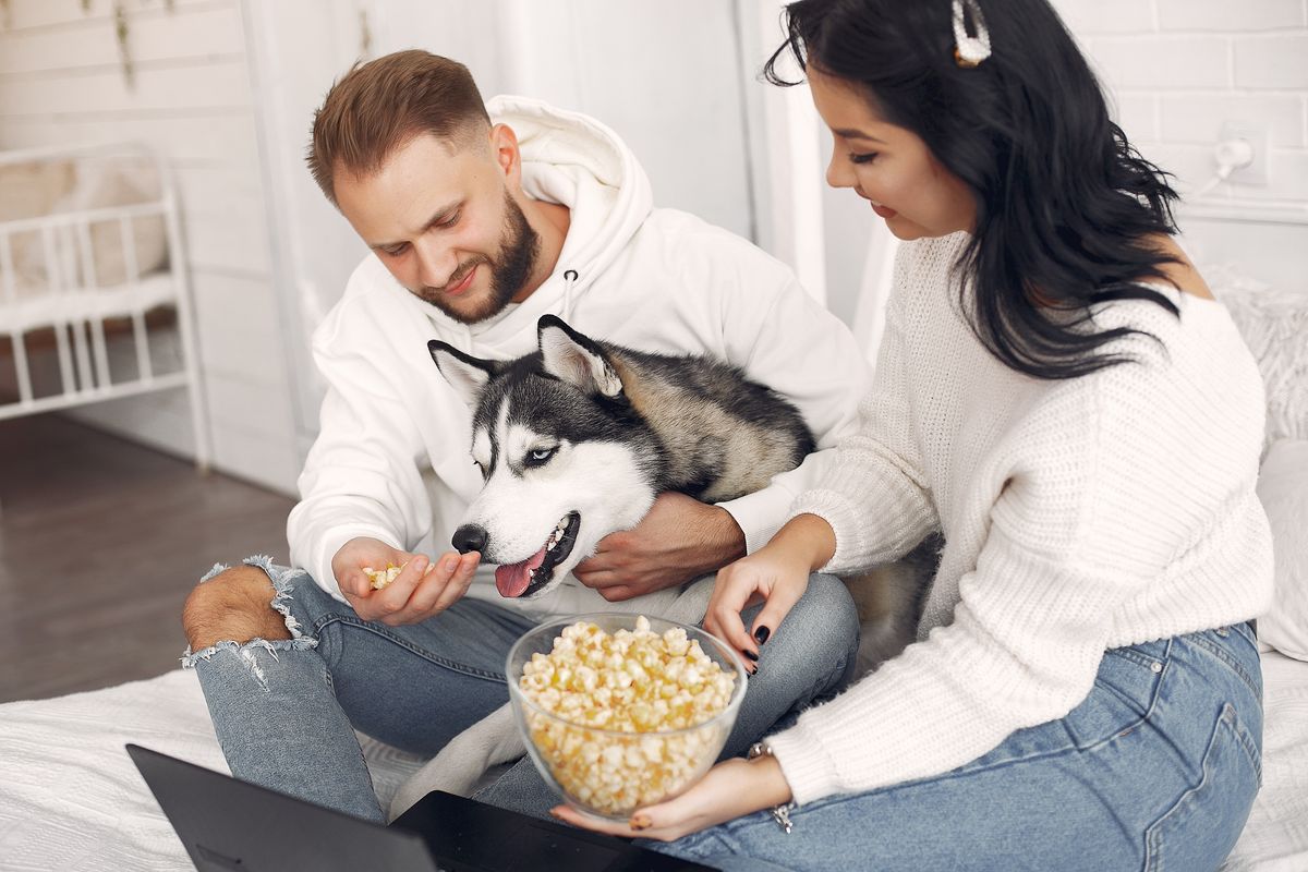 Siberian Husky feeding nutrition meal