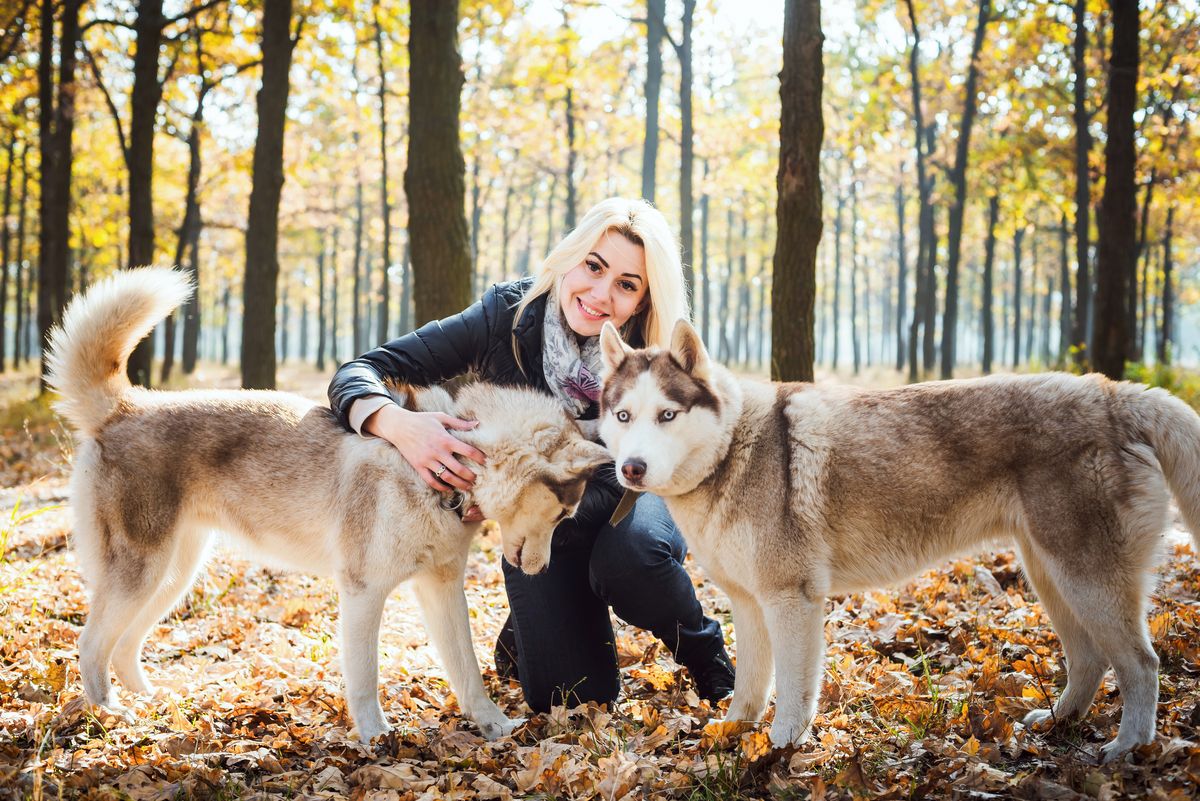 Siberian Husky with active owner outdoors
