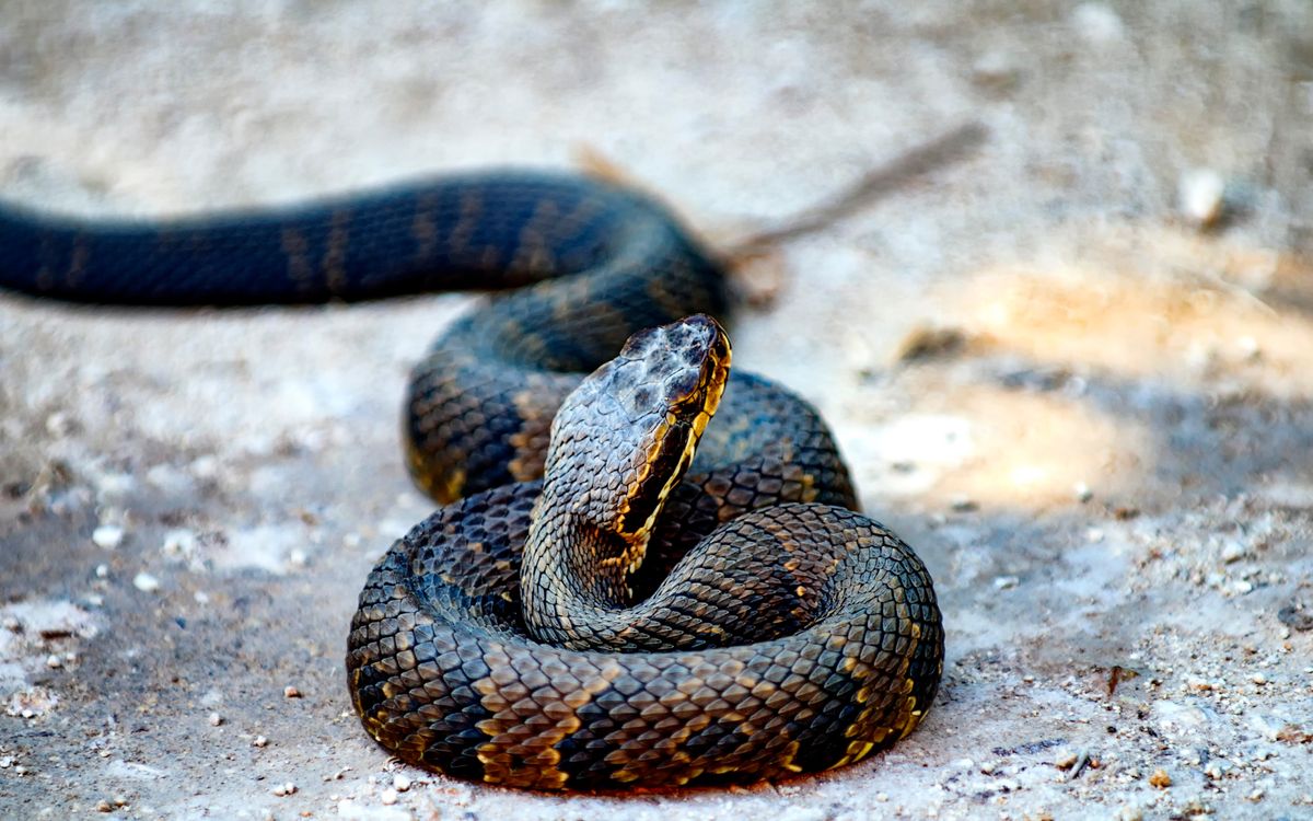 Water Moccasin Snake Guide