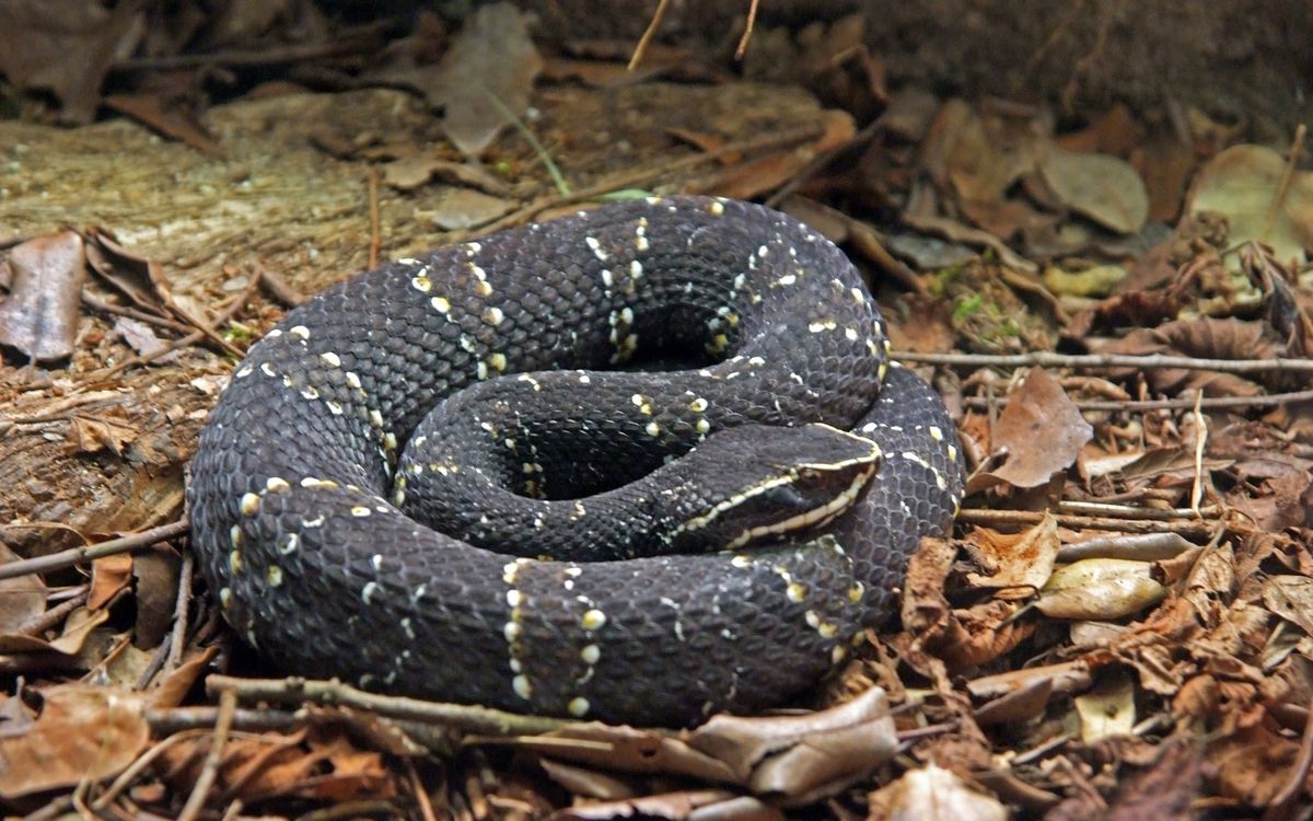 Water Moccasin swimming in water