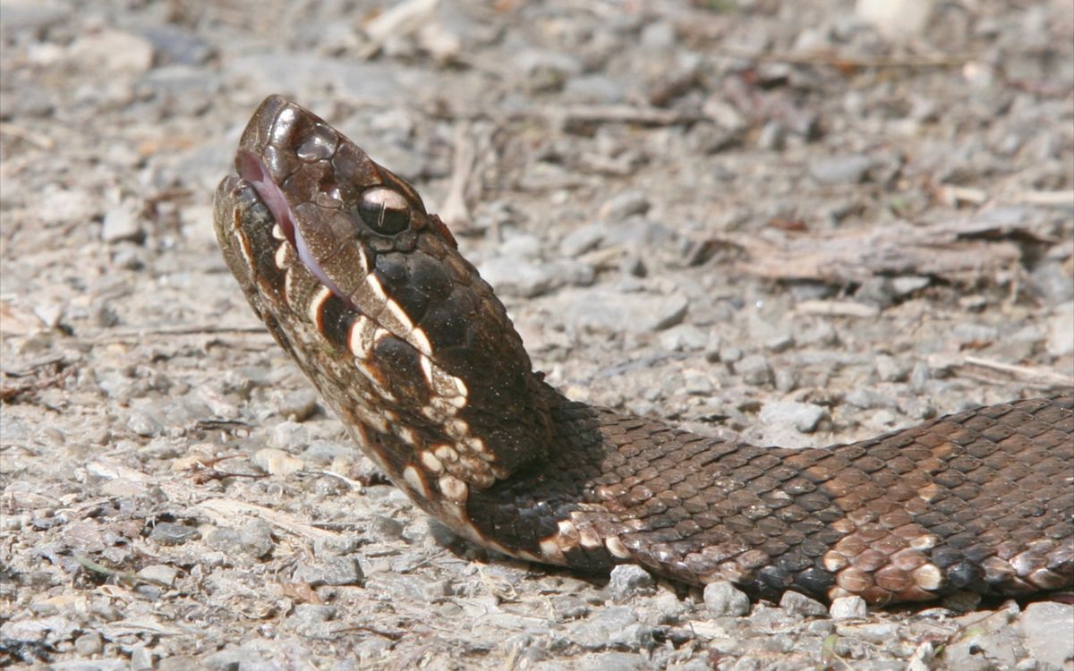 Close-up of Water Moccasin head showing triangular shape