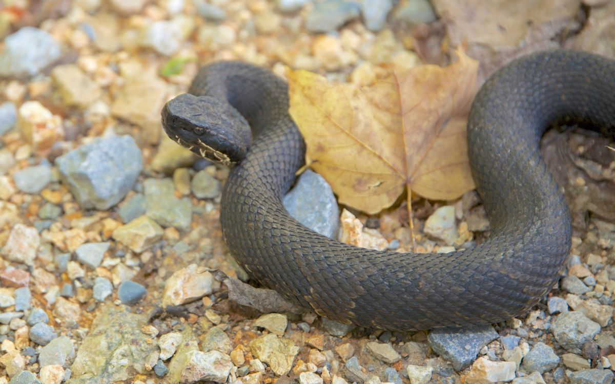 Cottonmouth displaying its white mouth