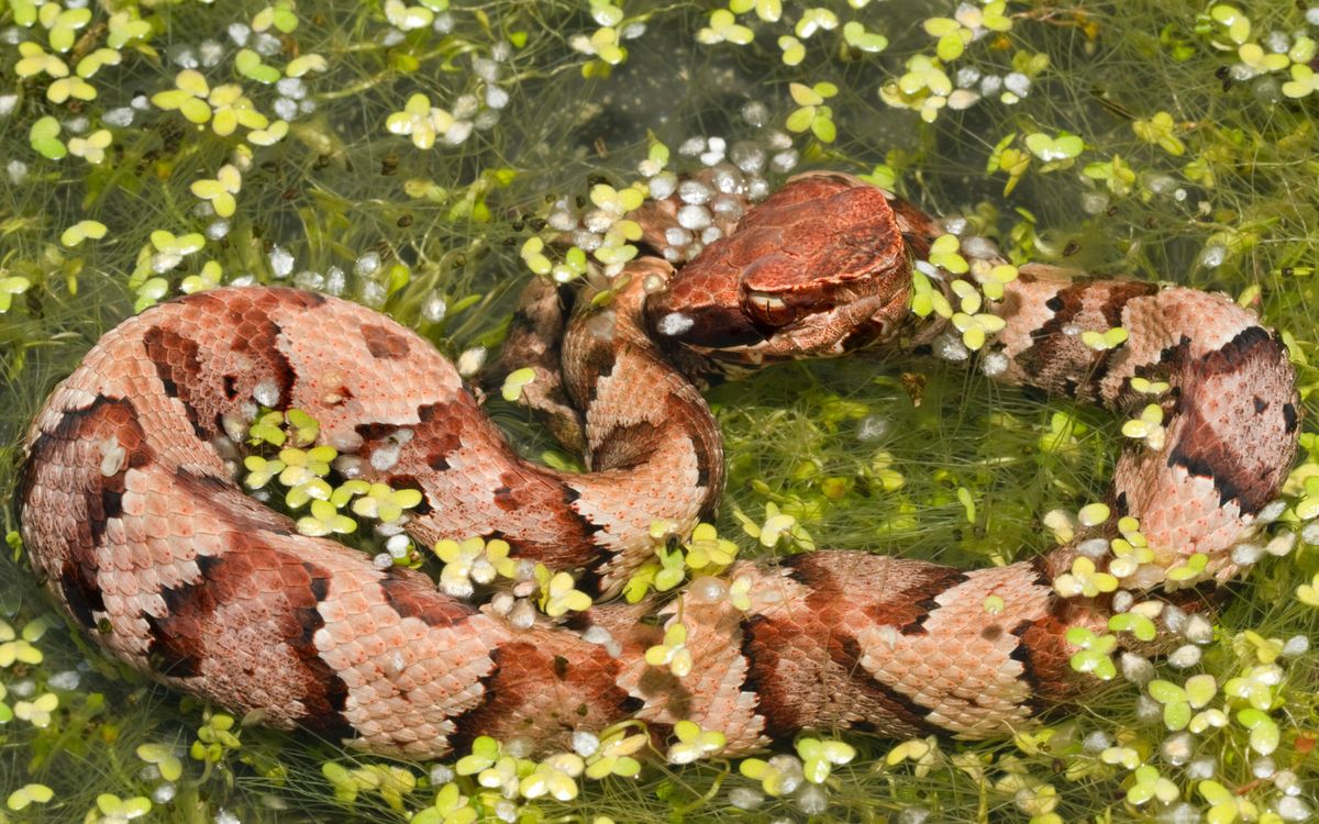 Water Moccasin in natural wetland habitat