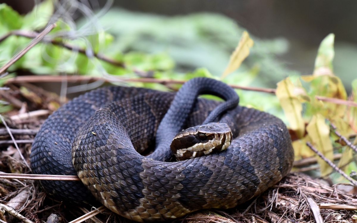 Water Moccasin coiled in defensive posture