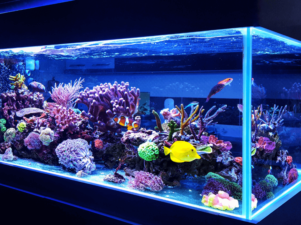 Aquariums