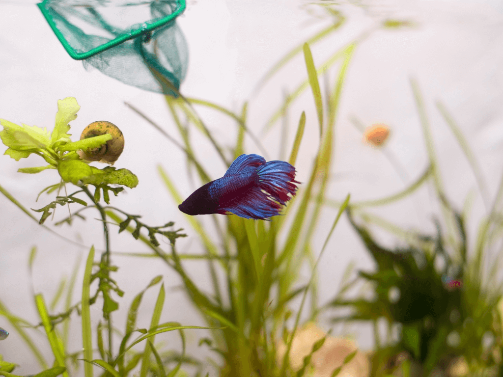 Betta Fish Tank