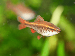 Cherry Barb