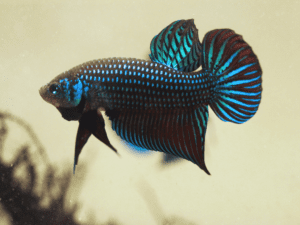 Female Betta Fish metallic