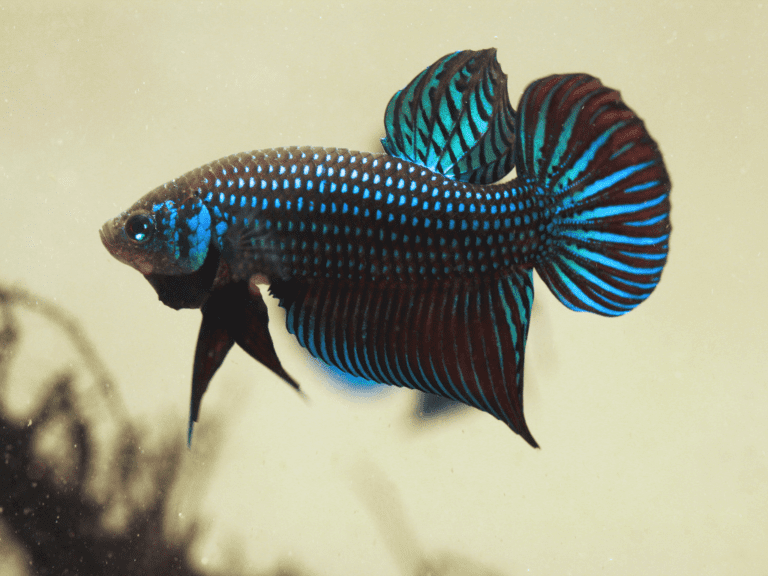 Female Betta Fish - Pets Alpha