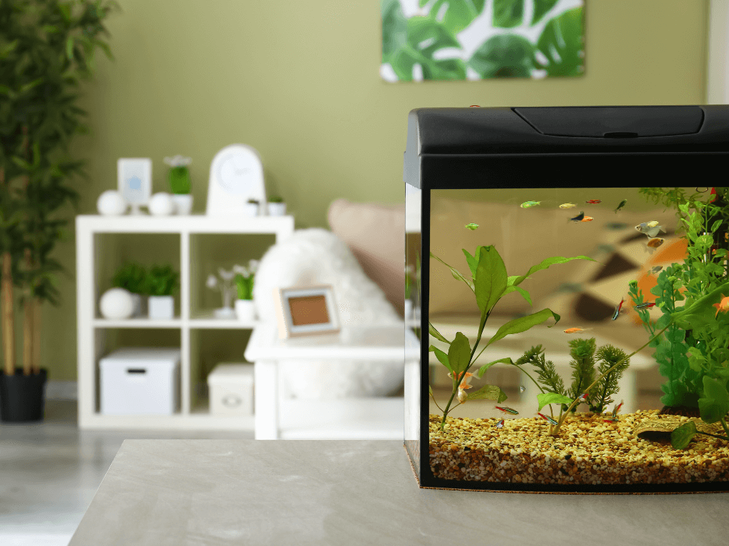 Fish Aquariums for Your Home