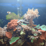 Home Aquarium