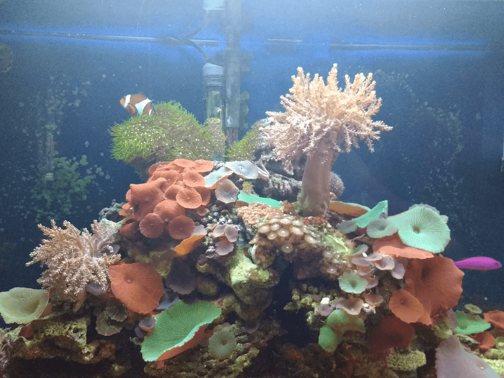 Home Aquarium