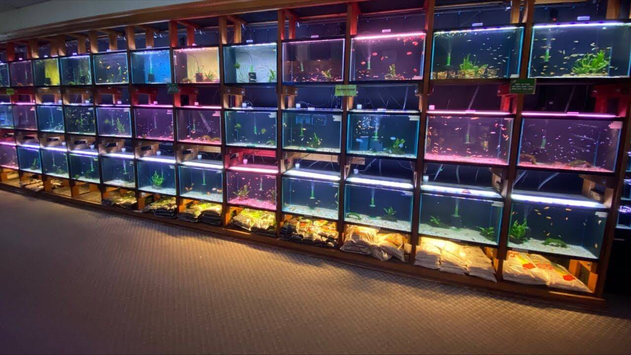 Fish for sale near me