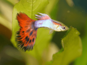 Guppy fish