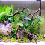 Planted Aquarium