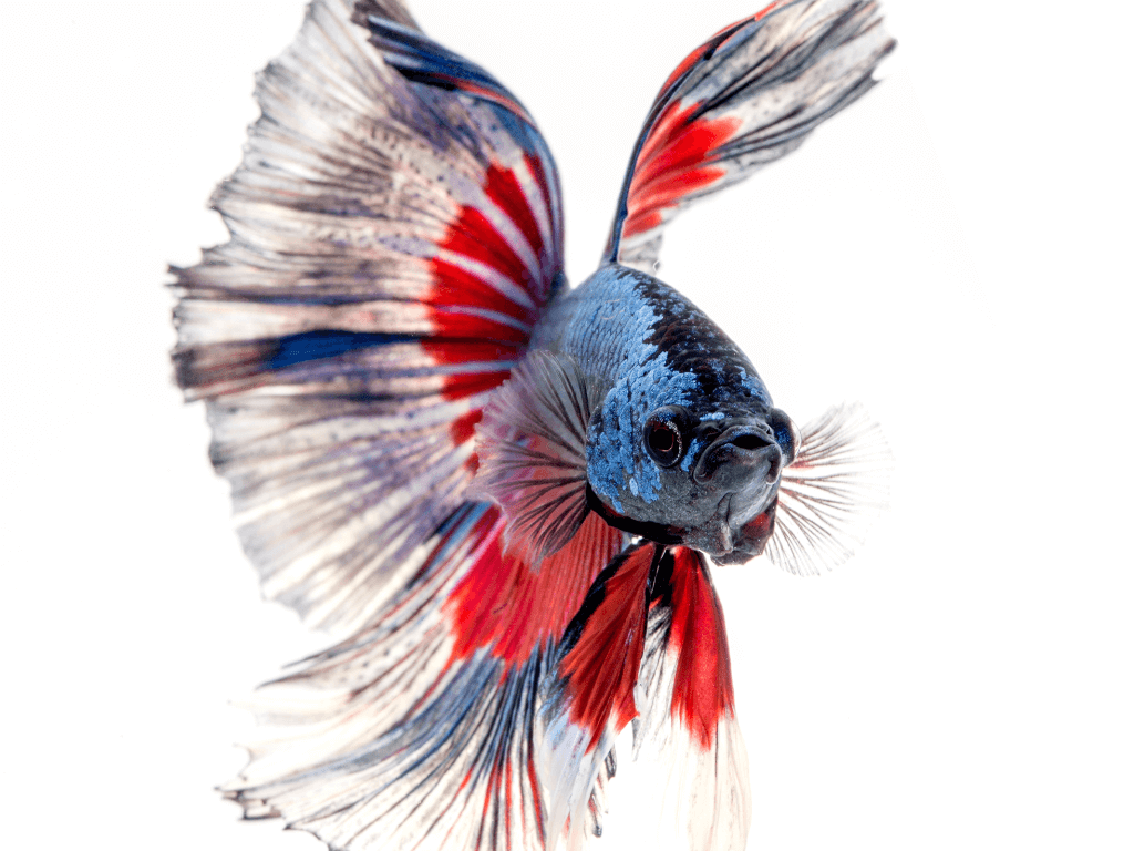 Female Betta Fish