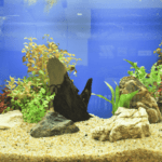 fish tank