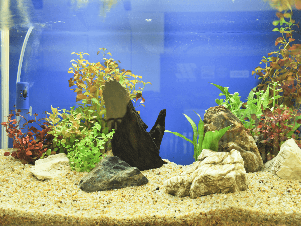 fish tank