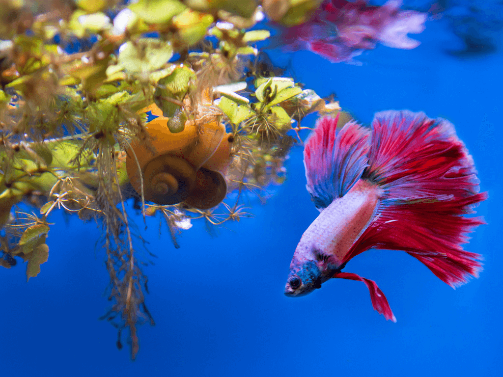 how long do betta fish live