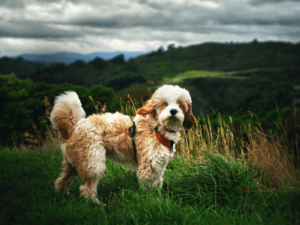 Cavapoo