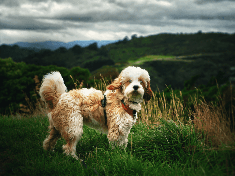 Find out everything you need to know about Cavapoo Dogs, including ...