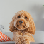 Cavapoo dogs