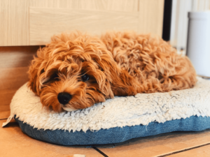 Coat Color cavapoo