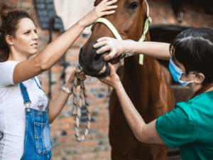 Horse's Teeth care