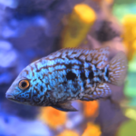 Jack Dempsey Cichlids