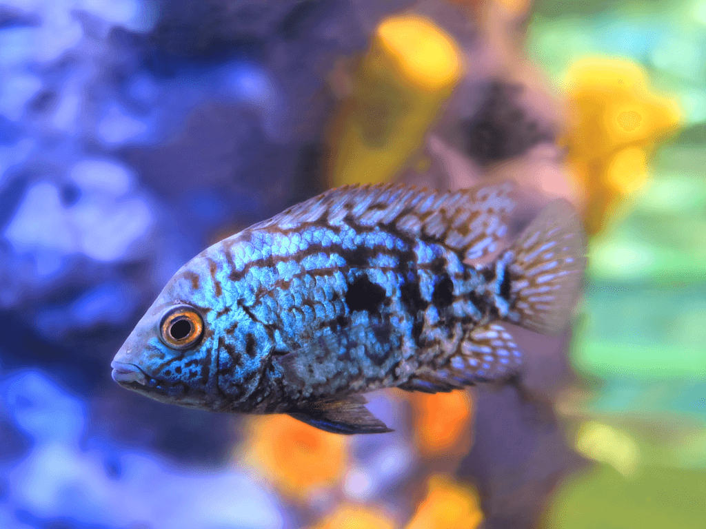 Jack Dempsey Cichlids