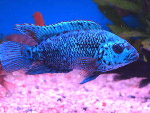 Jack Dempsey fish Breeding