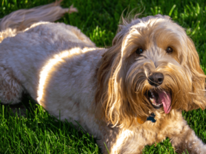 Mini Goldendoodles