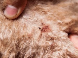 Skin Tags on Dogs