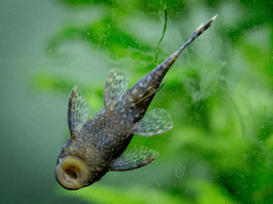 Spotted Raphael Catfish