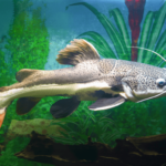 Spotted Raphael Catfish