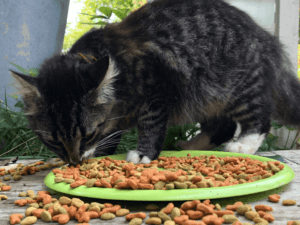 Tabby Cats eating