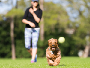 Mini Goldendoodles