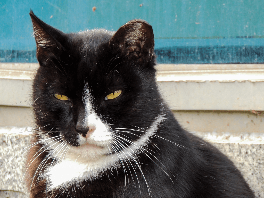 all about Tuxedo Cats