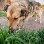 can dogs eat asparagus