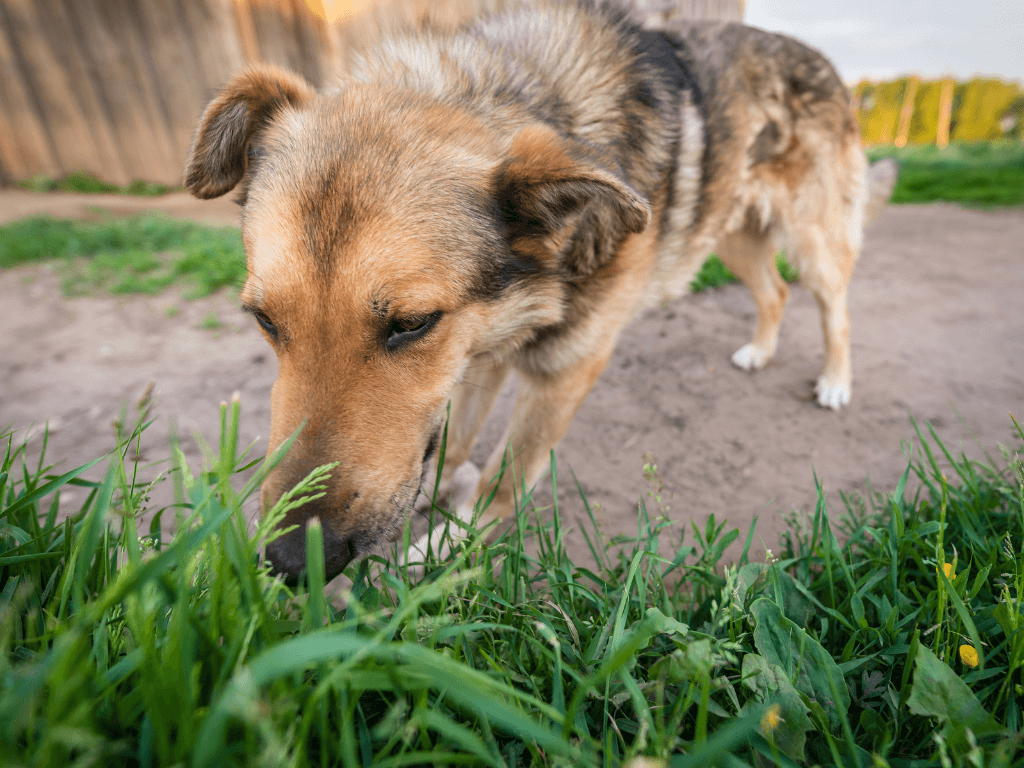 can dogs eat asparagus