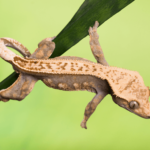 Crested Gecko