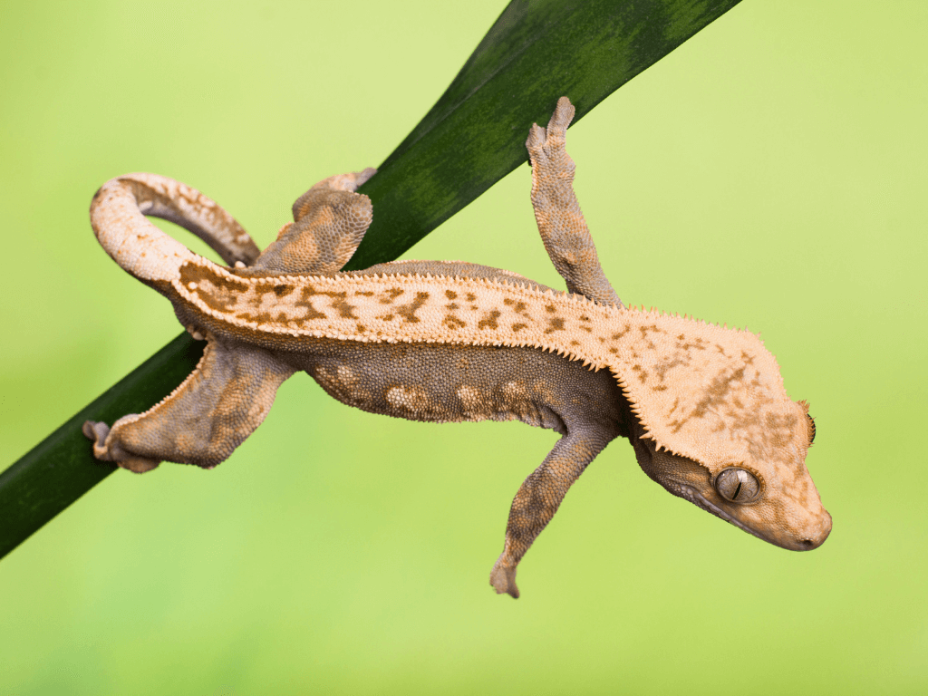 Crested Gecko