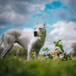 dogo argentino