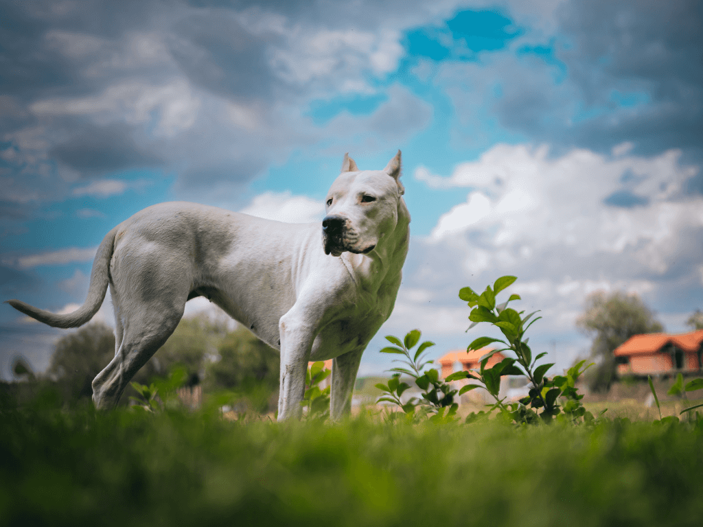 dogo argentino