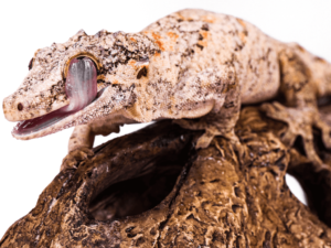 gargoyle gecko