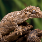 gargoyle gecko