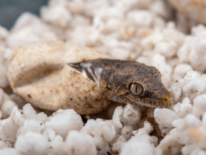 gargoyle gecko