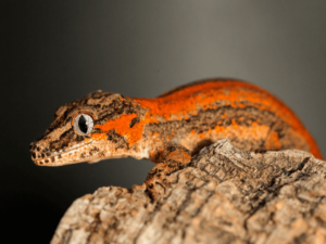 gargoyle gecko