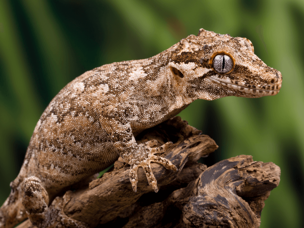 gargoyle gecko